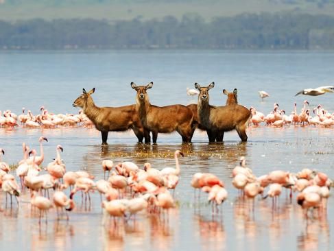 Lac De Nakuru A Découvrir au Kenya - Parc National et Lac de Nakuru