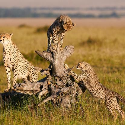 Masai Mara A Découvrir au Kenya - La Réserve  Nationale de Massaï Mara
