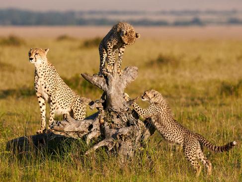 Masai Mara A Découvrir au Kenya - La Réserve  Nationale de Massaï Mara