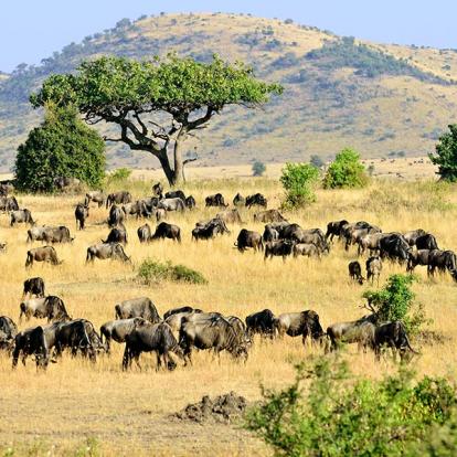 Masai Mara A Découvrir au Kenya - La Réserve  Nationale de Massaï Mara