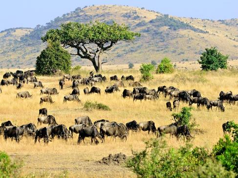 Masai Mara A Découvrir au Kenya - La Réserve  Nationale de Massaï Mara