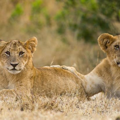 A Découvrir au Kenya - La Réserve  Nationale de Massaï Mara