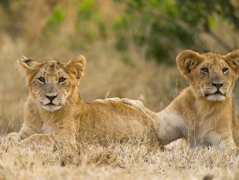 Masai Mara A Découvrir au Kenya - La Réserve  Nationale de Massaï Mara