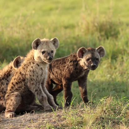Masai Mara A Découvrir au Kenya - La Réserve  Nationale de Massaï Mara