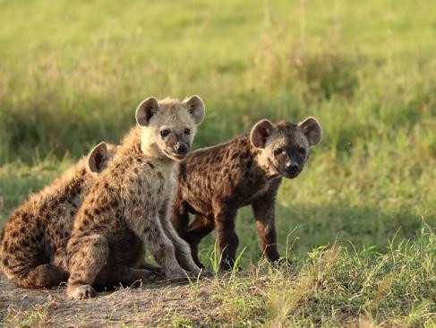 Masai Mara A Découvrir au Kenya - La Réserve  Nationale de Massaï Mara