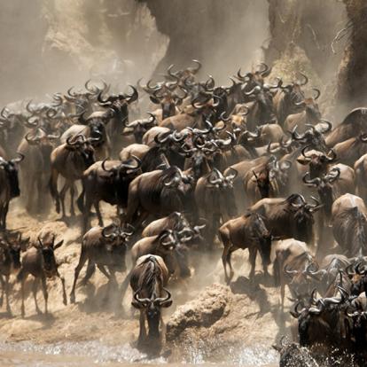 Masai Mara - Rivière Mara - La Grande Migration De Mara A Découvrir au Kenya - La Réserve  Nationale de Massaï Mara