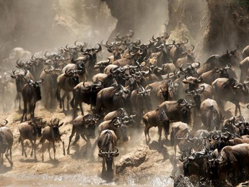 Masai Mara - Rivière Mara - La Grande Migration De Mara A Découvrir au Kenya - La Réserve  Nationale de Massaï Mara