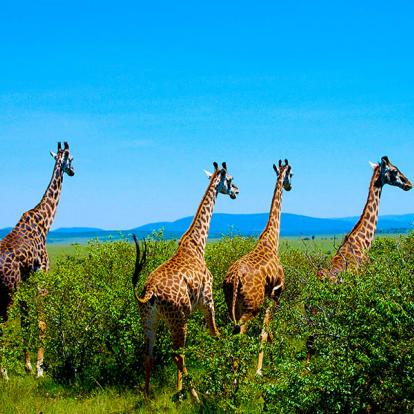 Masai Mara A Découvrir au Kenya - La Réserve  Nationale de Massaï Mara