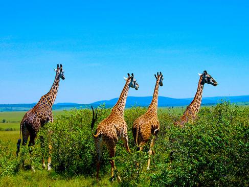 Masai Mara A Découvrir au Kenya - La Réserve  Nationale de Massaï Mara