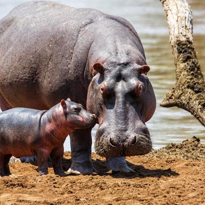 Masai Mara A Découvrir au Kenya - La Réserve  Nationale de Massaï Mara