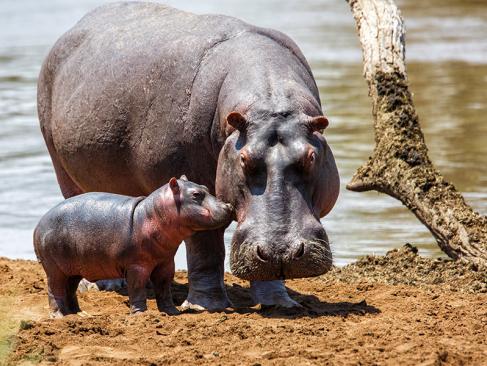 Masai Mara A Découvrir au Kenya - La Réserve  Nationale de Massaï Mara