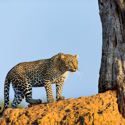 Masai Mara - Leopard A Découvrir au Kenya - La Réserve  Nationale de Massaï Mara