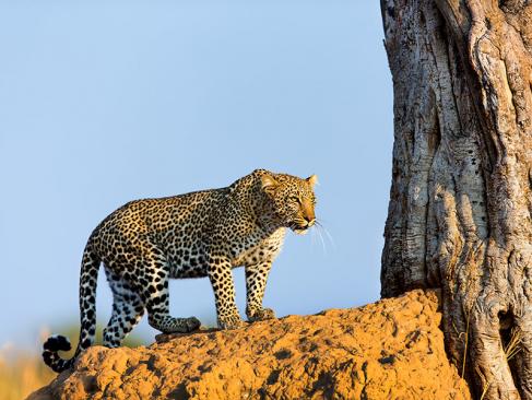 Masai Mara - Leopard A Découvrir au Kenya - La Réserve  Nationale de Massaï Mara