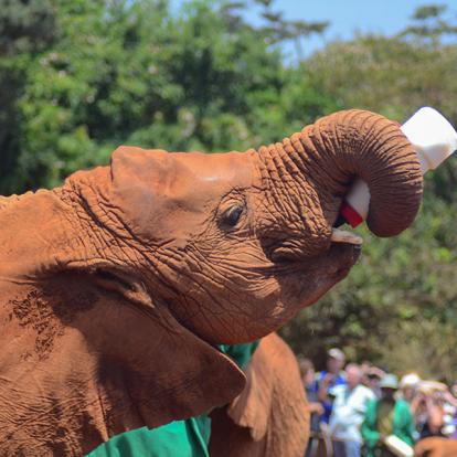 A Découvrir au Kenya - Nairobi