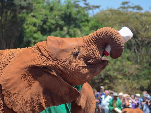 A Découvrir au Kenya - Nairobi