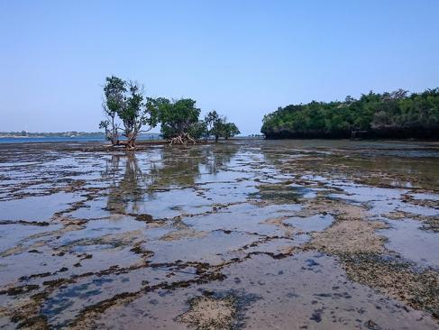 A Découvrir au Kenya - Le Parc Marin de Kisite