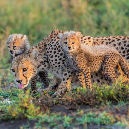 Parc National D'Amboseli A Découvrir au Kenya - Le Parc National d'Amboseli