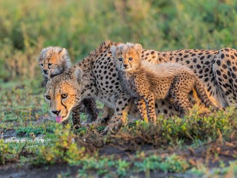 Parc National D'Amboseli A Découvrir au Kenya - Le Parc National d'Amboseli