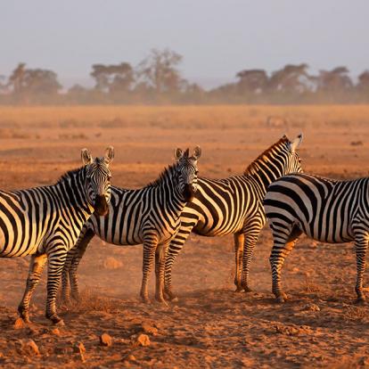 Parc National D'Amboseli A Découvrir au Kenya - Le Parc National d'Amboseli