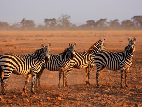 Parc National D'Amboseli A Découvrir au Kenya - Le Parc National d'Amboseli