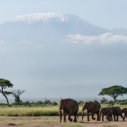 Parc National D'Amboseli A Découvrir au Kenya - Le Parc National d'Amboseli