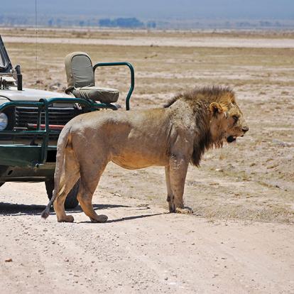Parc National D'Amboseli A Découvrir au Kenya - Le Parc National d'Amboseli