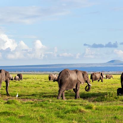 Parc National D'Amboseli A Découvrir au Kenya - Le Parc National d'Amboseli