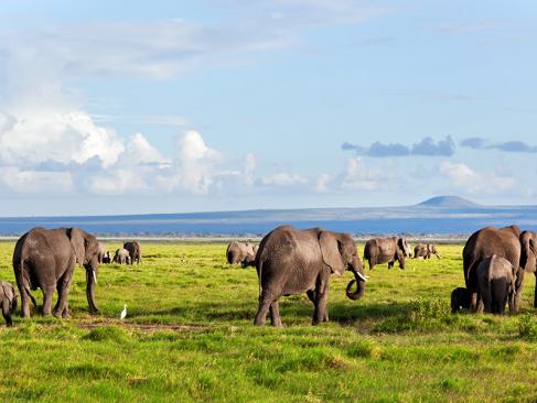 Parc National D'Amboseli A Découvrir au Kenya - Le Parc National d'Amboseli