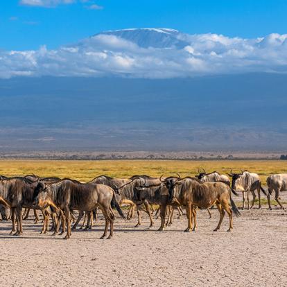 Parc National D'Amboseli A Découvrir au Kenya - Le Parc National d'Amboseli
