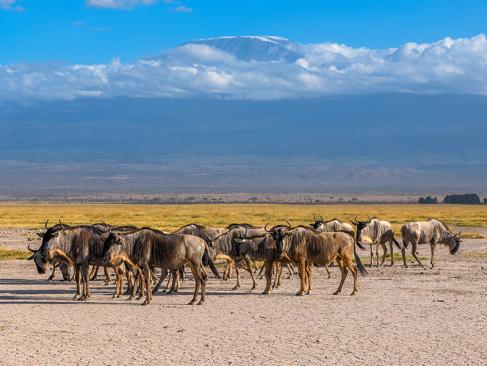 Parc National D'Amboseli A Découvrir au Kenya - Le Parc National d'Amboseli