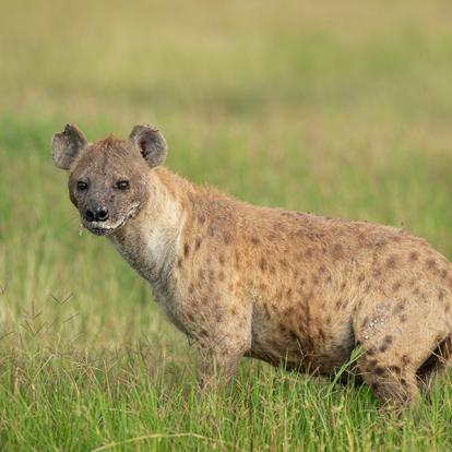 Parc National D'Amboseli A Découvrir au Kenya - Le Parc National d'Amboseli