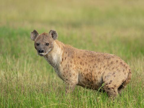 Parc National D'Amboseli A Découvrir au Kenya - Le Parc National d'Amboseli