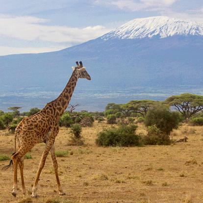 A Découvrir au Kenya - Le Parc National d'Amboseli