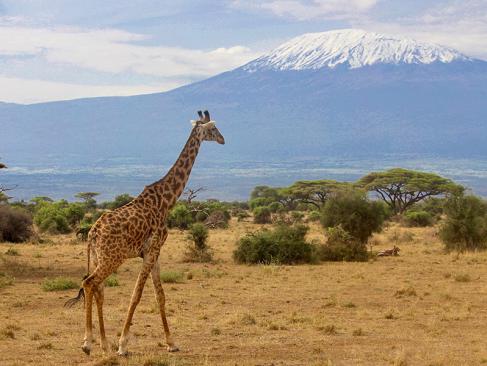 Parc National D'Amboseli A Découvrir au Kenya - Le Parc National d'Amboseli