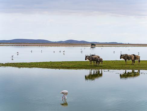 Parc National D'Amboseli A Découvrir au Kenya - Le Parc National d'Amboseli