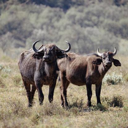 Buffles D'eau Dans Le Parc National De Hell's Gate A Découvrir au Kenya - Le Parc National de Hell’s Gate