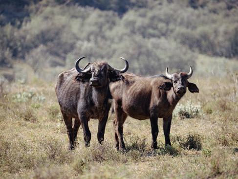 Buffles D'eau Dans Le Parc National De Hell's Gate A Découvrir au Kenya - Le Parc National de Hell’s Gate