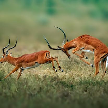 Impalas Au Parc National Hell's Gate A Découvrir au Kenya - Le Parc National de Hell’s Gate