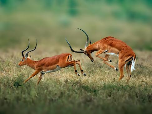 Impalas Au Parc National Hell's Gate A Découvrir au Kenya - Le Parc National de Hell’s Gate