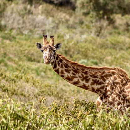 Girafe Masaï Dans Le Parc National De Hell's Gate A Découvrir au Kenya - Le Parc National de Hell’s Gate