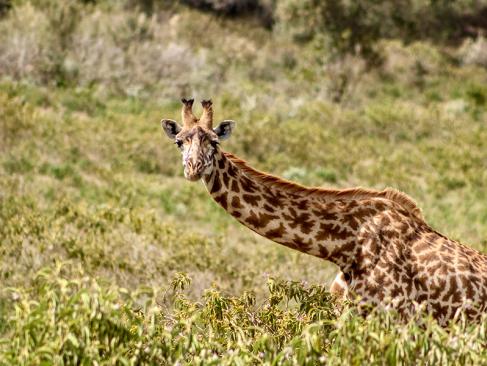 Girafe Masaï Dans Le Parc National De Hell's Gate A Découvrir au Kenya - Le Parc National de Hell’s Gate