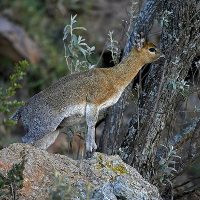 Klipspringer - Hell's Gate Park A Découvrir au Kenya - Le Parc National de Hell’s Gate