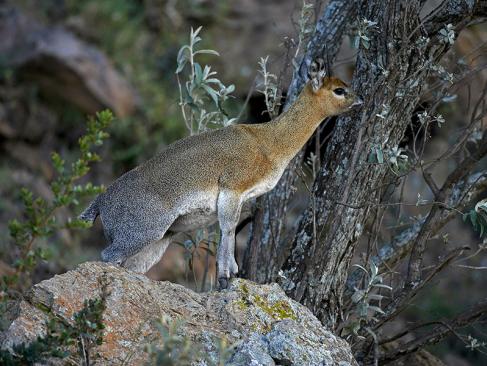 Klipspringer - Hell's Gate Park A Découvrir au Kenya - Le Parc National de Hell’s Gate