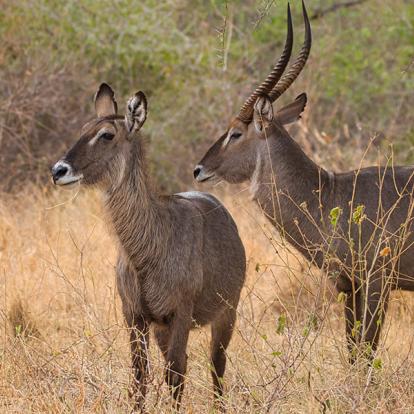 A Découvrir au Kenya - Le Parc National de Meru