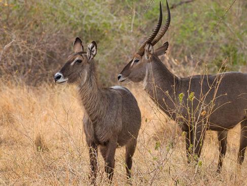 A Découvrir au Kenya - Le Parc National de Meru