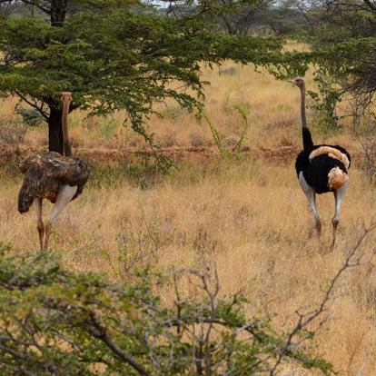 A Découvrir au Kenya - Le Parc National de Meru