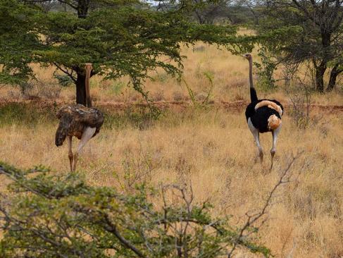 A Découvrir au Kenya - Le Parc National de Meru