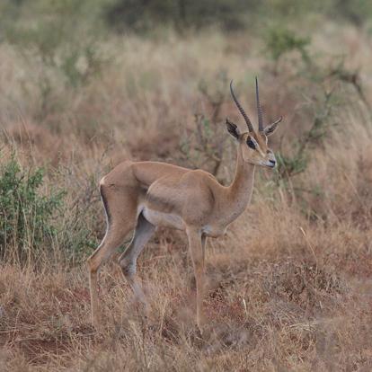 A Découvrir au Kenya - Le Parc National de Meru
