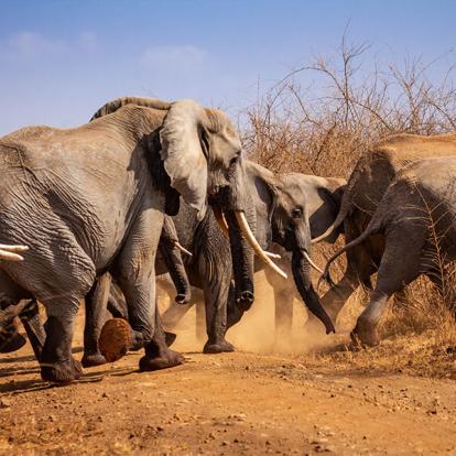 A Découvrir au Kenya - Le Parc National de Meru