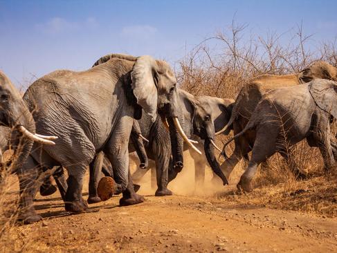 A Découvrir au Kenya - Le Parc National de Meru
